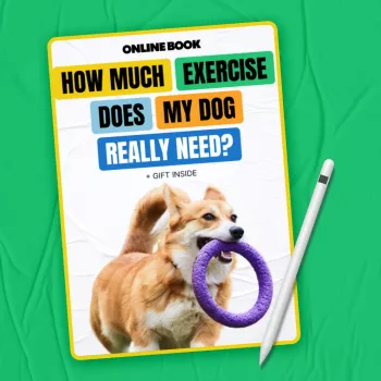 Dog Exercise Needs: Simple Weekly Plan That Works